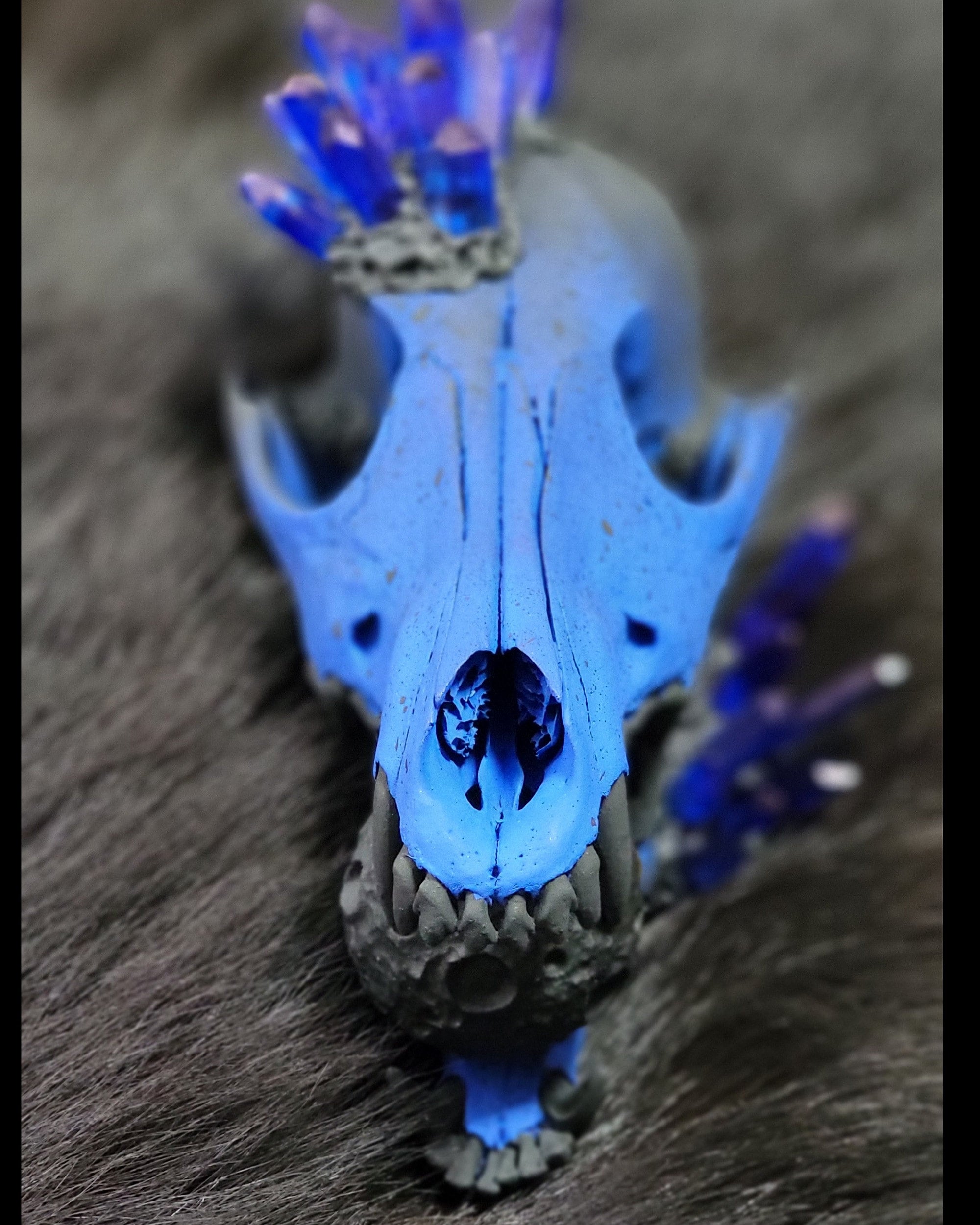 Blurple full moon coyote skull | Crystal Remains